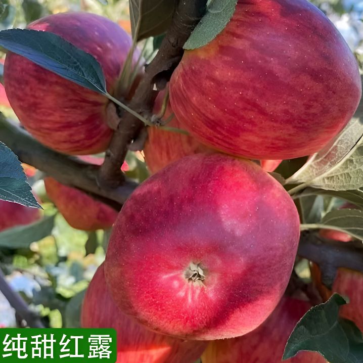 【纯甜红露冰糖心】现摘云南昭通红露高原丑苹果新鲜水果2/4.6斤商品图