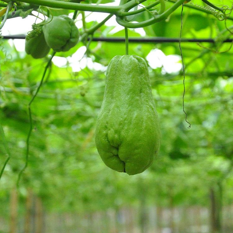 云南正宗佛手瓜新鲜洋瓜批发丰收丝瓜窝瓜当季蔬菜农家寿瓜一整箱商品图