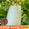 【全店满5包送一包】【九斤王种子白萝卜】蔬菜种子不空心春萝卜籽商品图