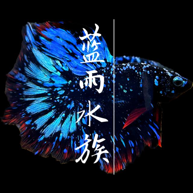 蓝雨水族泰国斗鱼1号直播精品观赏鱼活体半月将军狮王马尾商品图