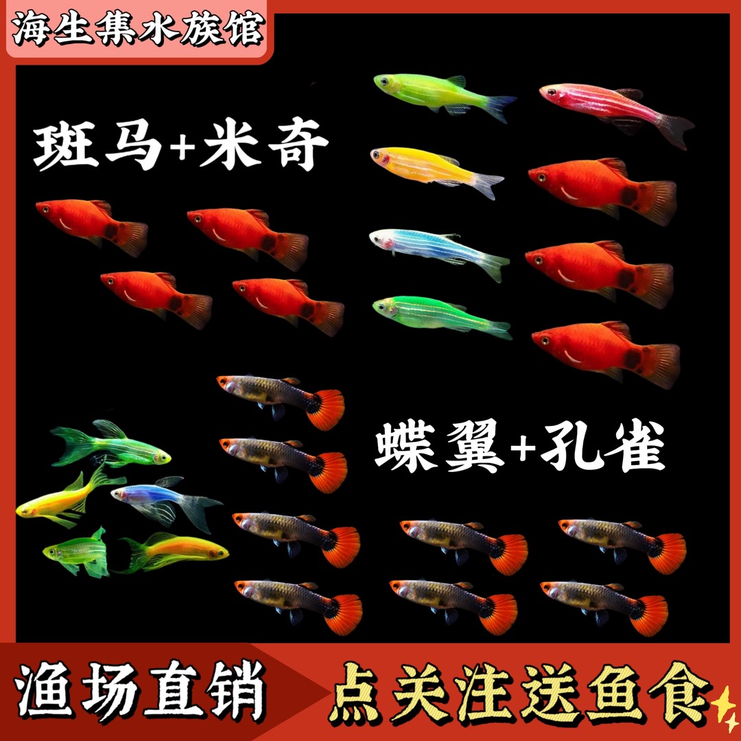 送水草【新手套餐】孔雀斑马米奇蝶翼组合观赏鱼热带淡水小型鱼好养商品图