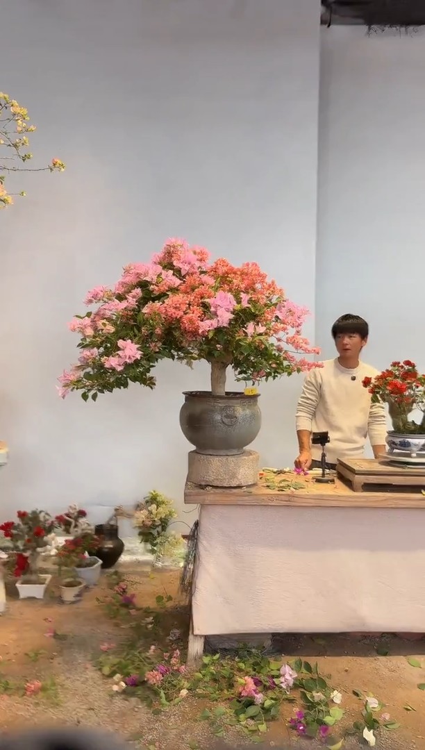 以实际为准三角梅15商品图