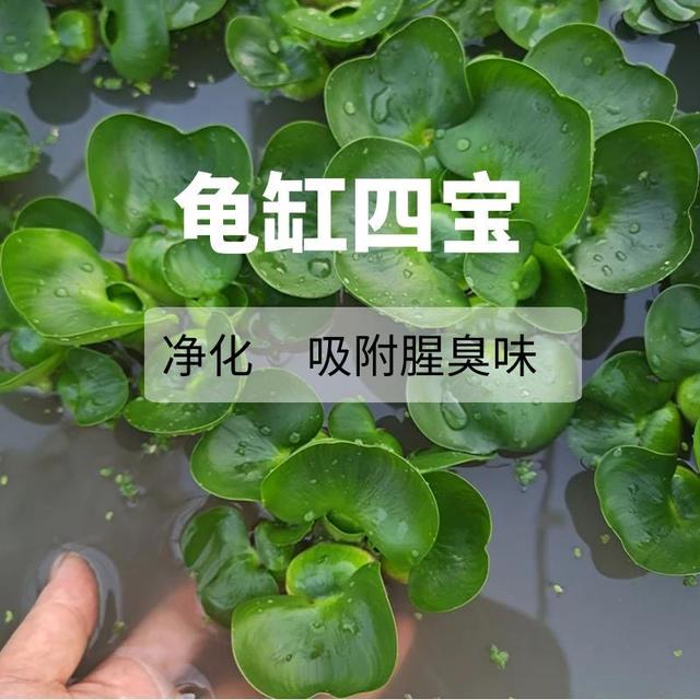 浮萍水葫芦植物净化水质龟鱼缸活体庭院造景水培水养绿植水草池塘商品图