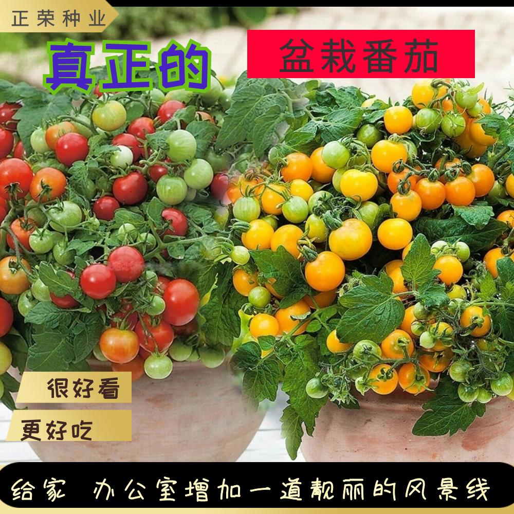 盆栽番茄苗矮生盆栽番茄红黄2种颜色共6棵苗种植阳台种植蔬菜种苗价格¥19.90佣金30.00%约¥5.97