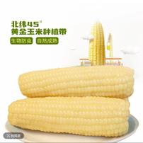 【试吃5根】东北铝箔白甜糯软糯香甜玉米单支260-320g整箱12支商品图