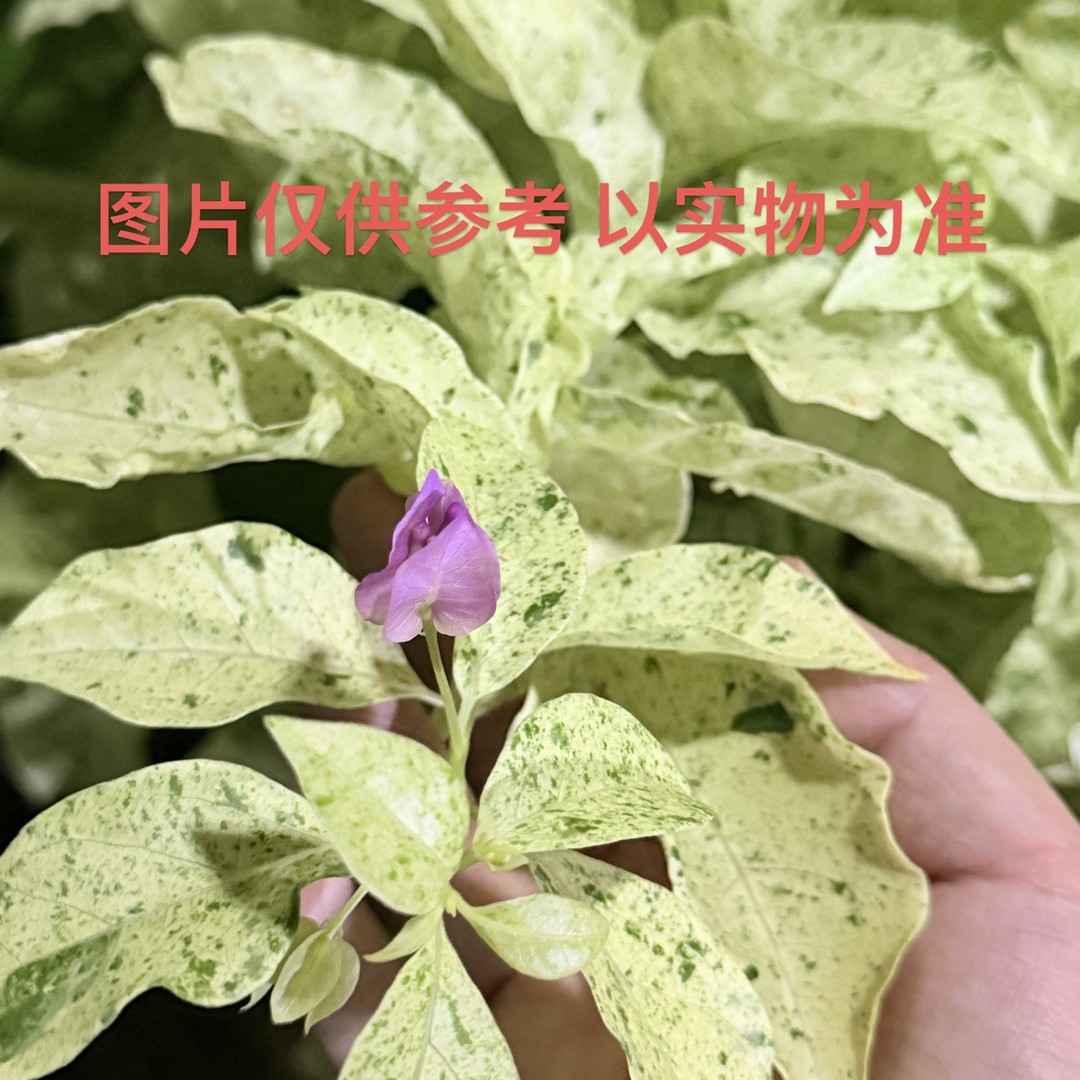 三角梅新品嫁接一物一拍  掉花掉叶断枝不售后 图片仅供参考商品图