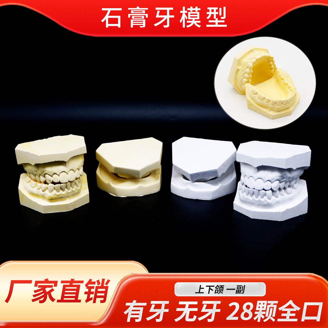 牙科标准石膏模型口腔教学全口牙齿模型有牙模型无牙模型石膏模型商品图