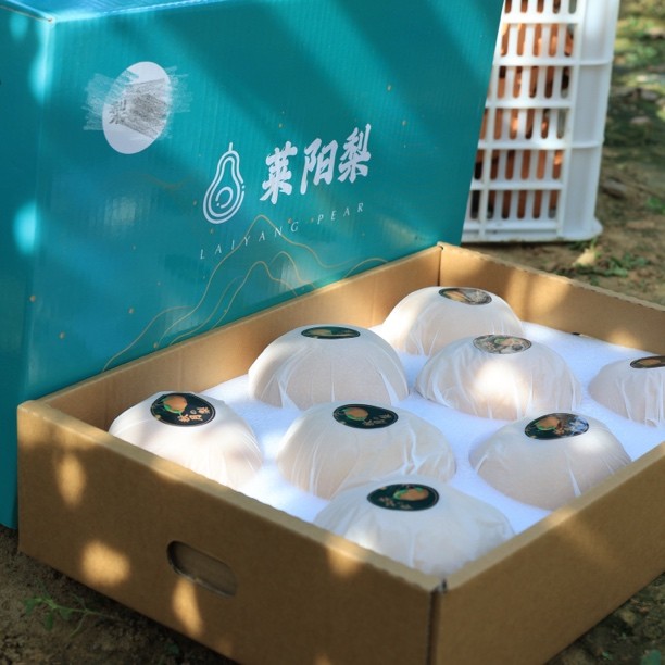 50119 莱阳秋月梨，5斤大果（5-6个），装精品礼盒商品图
