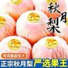 正宗山东秋月梨冰糖梨水果细腻无渣薄皮脆甜多汁梨子整箱批发包邮商品图