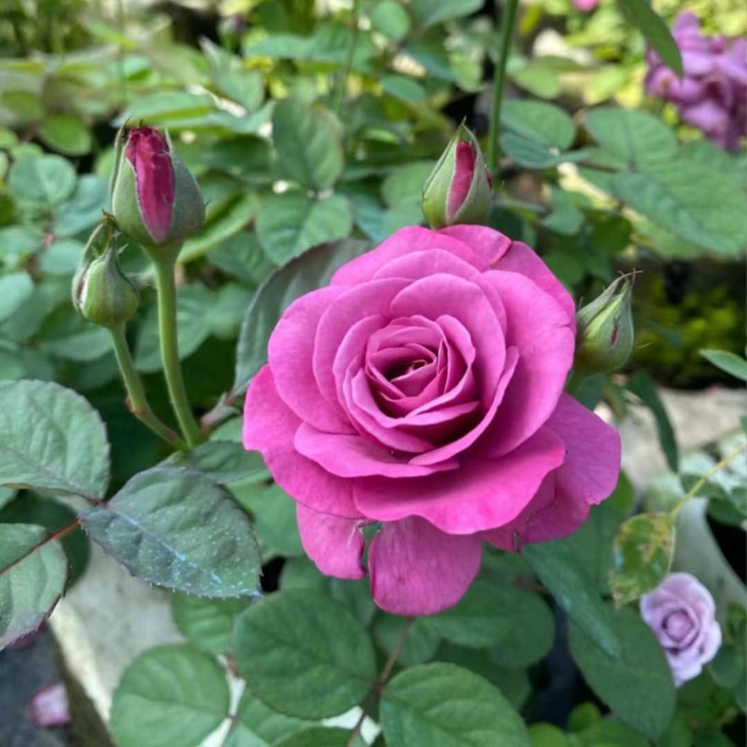 【冥王星】深紫色花朵阳台微型月季易养活四季开花原盆原土带花苞商品图