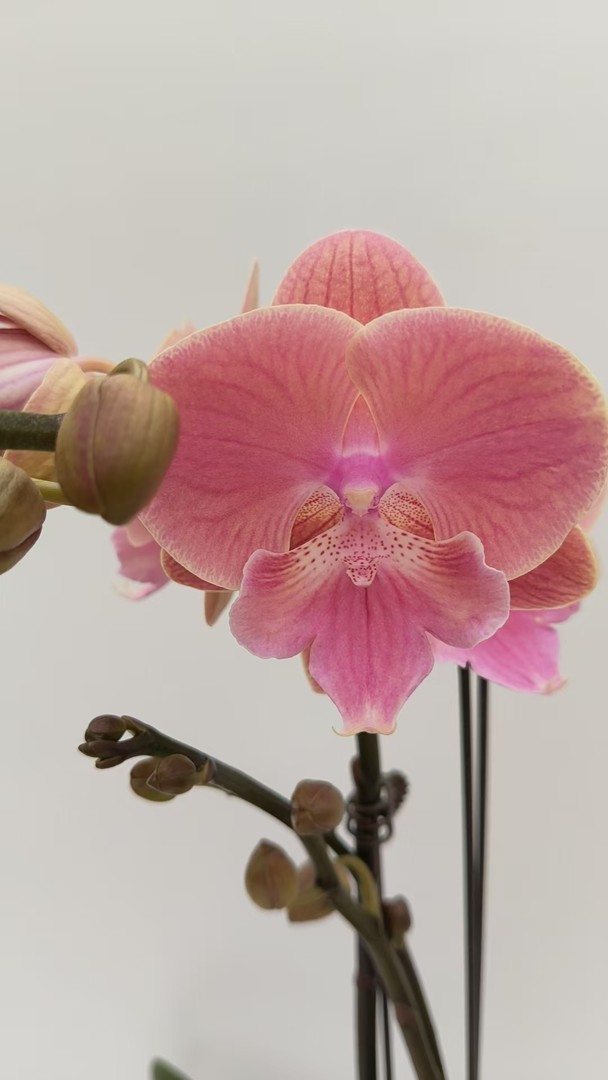 欢然花田培植蝴蝶兰（唯美）双剑，  福利叶片瑕疵无售后商品图