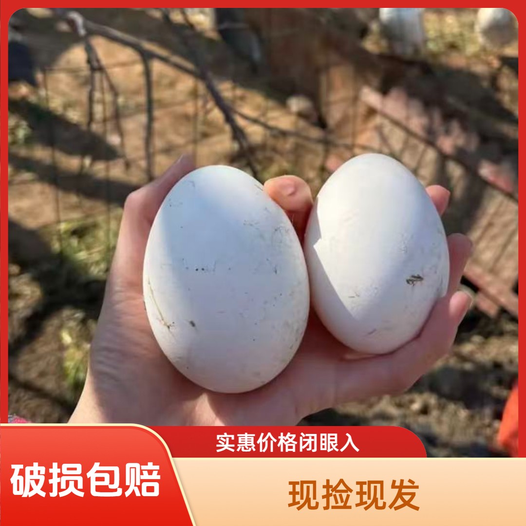 农村散养新鲜大鹅蛋（均重120g-140g）商品图