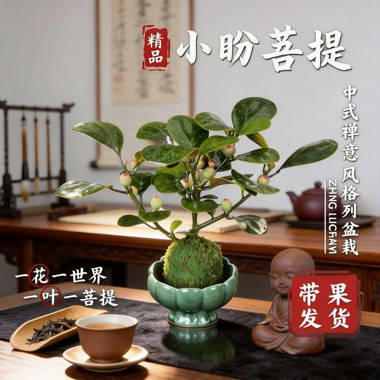 【带盆带果】小盼菩提禅意带花盆绿植盆栽中式室内客厅好养室内绿植商品图
