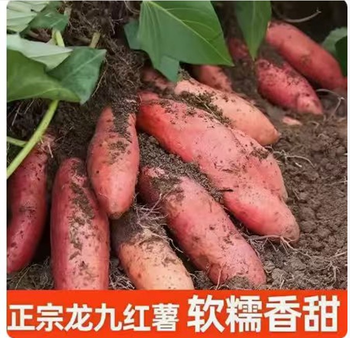 【买5斤送4斤】到手9斤沙地龙九蜜薯地瓜新鲜软糯香甜坏果包赔Koi商品图