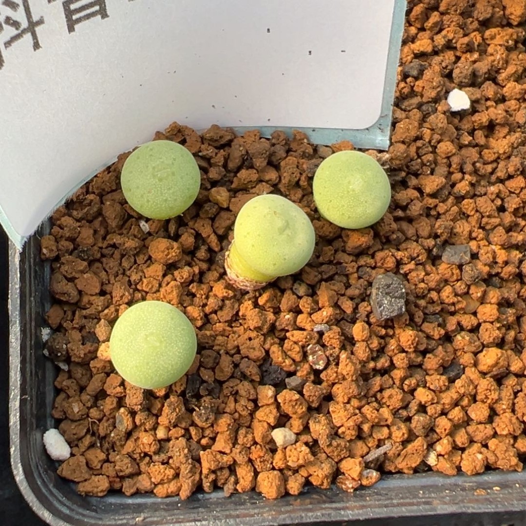 17-191量拍毛饼杂海豚嘴一颗商品图