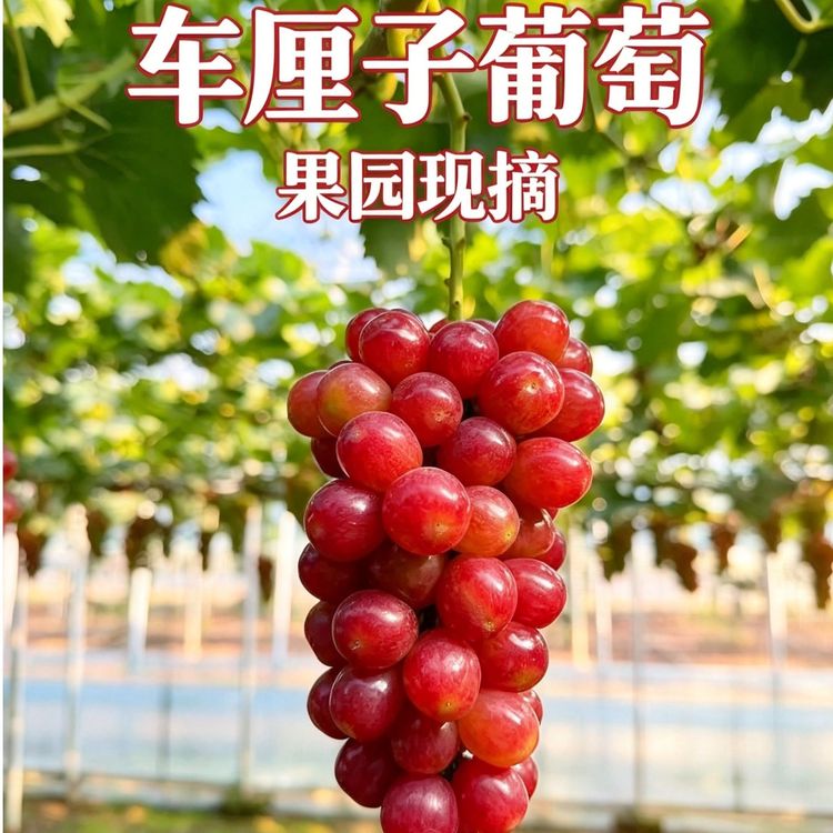 【顺丰生鲜】当季精品车厘子现摘鲜果葡萄新鲜采摘孕妇水果商品图