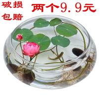 玻璃花瓶碗莲铜钱草水仙花盆水培花卉 绿植水养 客厅阳台桌面摆件商品图