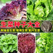 【全店满5包送一包】【生菜种子大全】蔬菜种子商品图