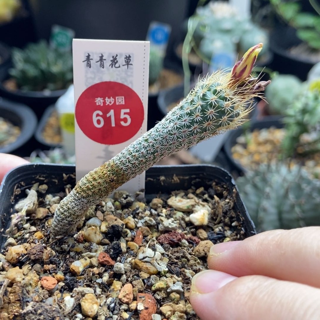 实生迷你牧师一颗仙人球商品图