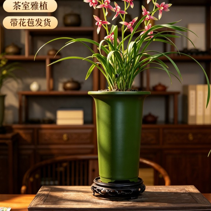 国兰铭品【春江月色】带花苞带高端紫砂花盆幽香兰花室内好养易活商品图