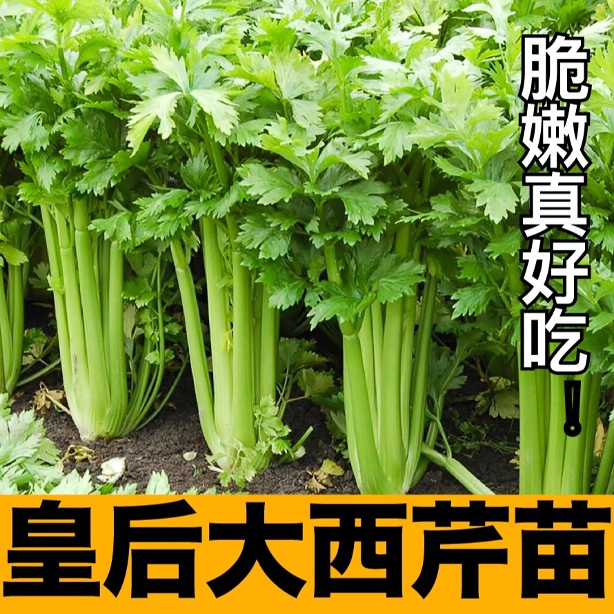 皇后西芹地拔苗秧红黄小香芹实心蔬菜苗春秋四季盆栽高产根芹种子商品图