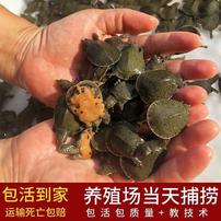【2026出壳甲鱼苗】鱼塘甲鱼水鱼团鱼鳖孵化养殖场鲜活到家死亡包赔商品图