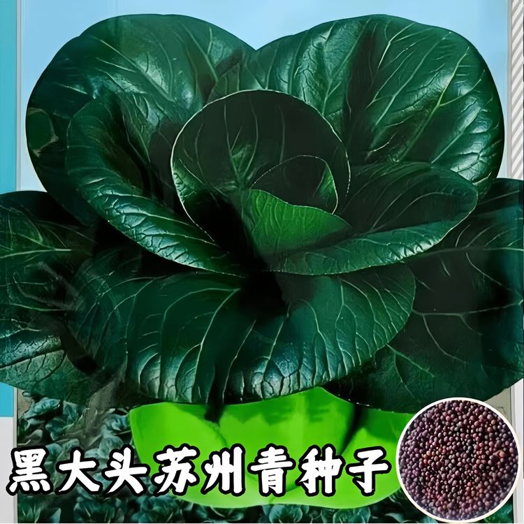 黑大头上海青菜种子原装大叶黑叶油亮矮脚苏州青上海使用蔬菜种籽商品图