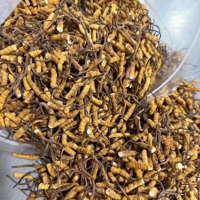 冬虫夏草合适自食用断草干草5克/10克/20克装商品图