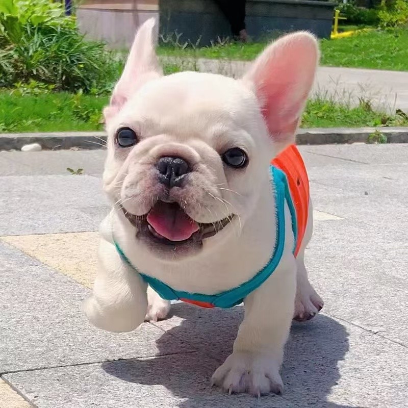 白色奶油色法斗幼犬法国斗牛犬纯种斗牛犬法牛小型好养家庭陪伴犬商品图