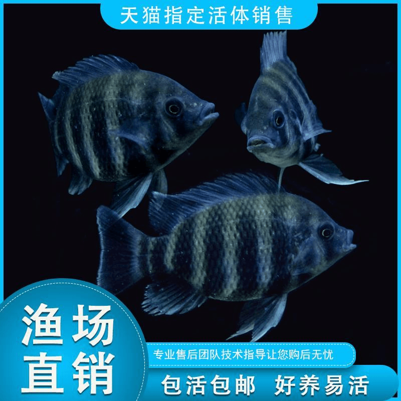 热带观赏鱼淡水三湖马鲷非洲十间鱼鲷鱼龙鱼配鱼坦鲷活物包活商品图