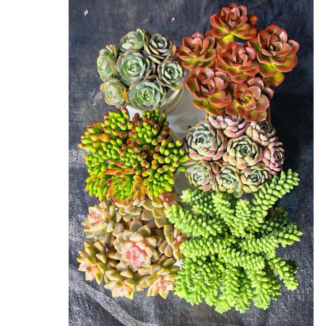 多肉植物组合盆栽 云南基地直发 带盆带土 新手好养 室内室外盆栽商品图