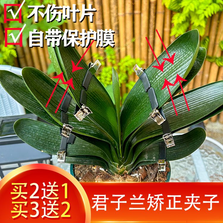 1君子兰蝴蝶兰朱顶红矫正叶片器夹固定型矫正线叶子定型夹子支架商品图