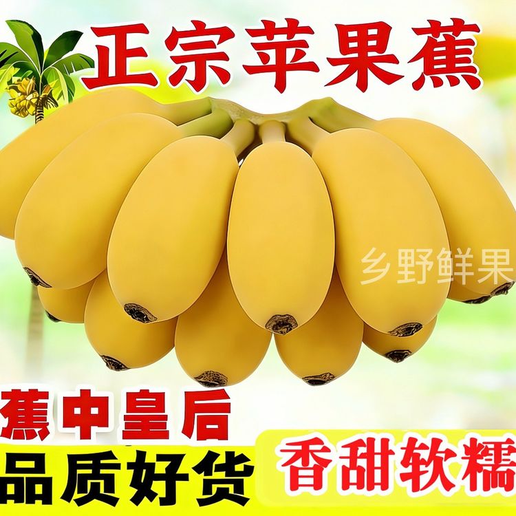 【正宗苹果蕉】广西产地直发香软糯时令新鲜水果现摘现发粉蕉香蕉3商品图