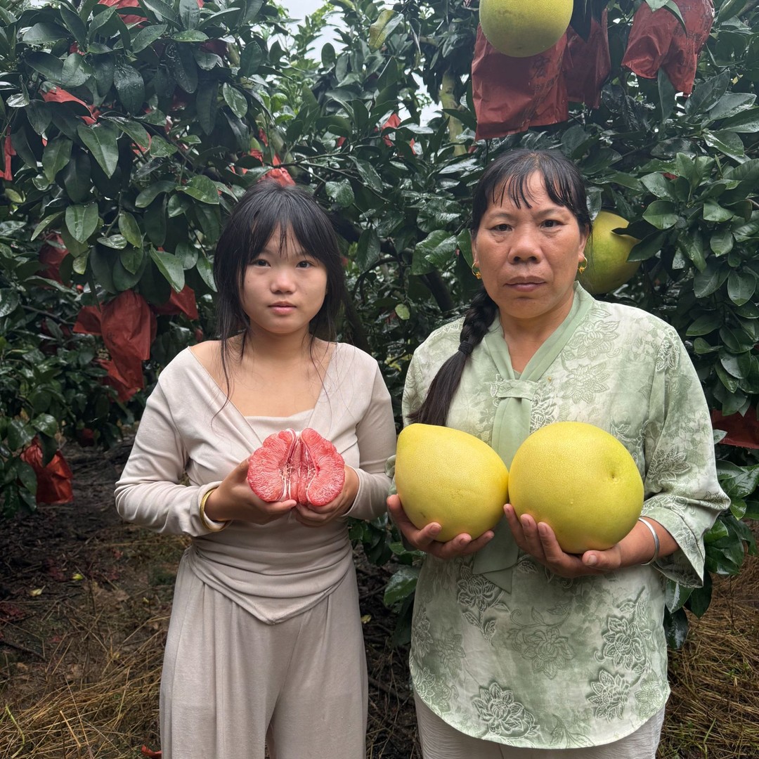 福建漳州平和红心蜜柚新鲜采摘鲜甜多汁应季水果现摘现发商品图