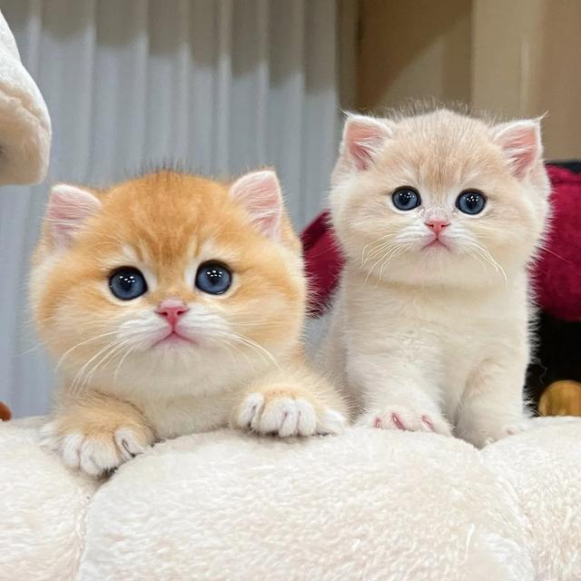 爆【精品宠物猫】曼基康/拿破仑/金三花/英短英长/金渐层/蓝金/商品图
