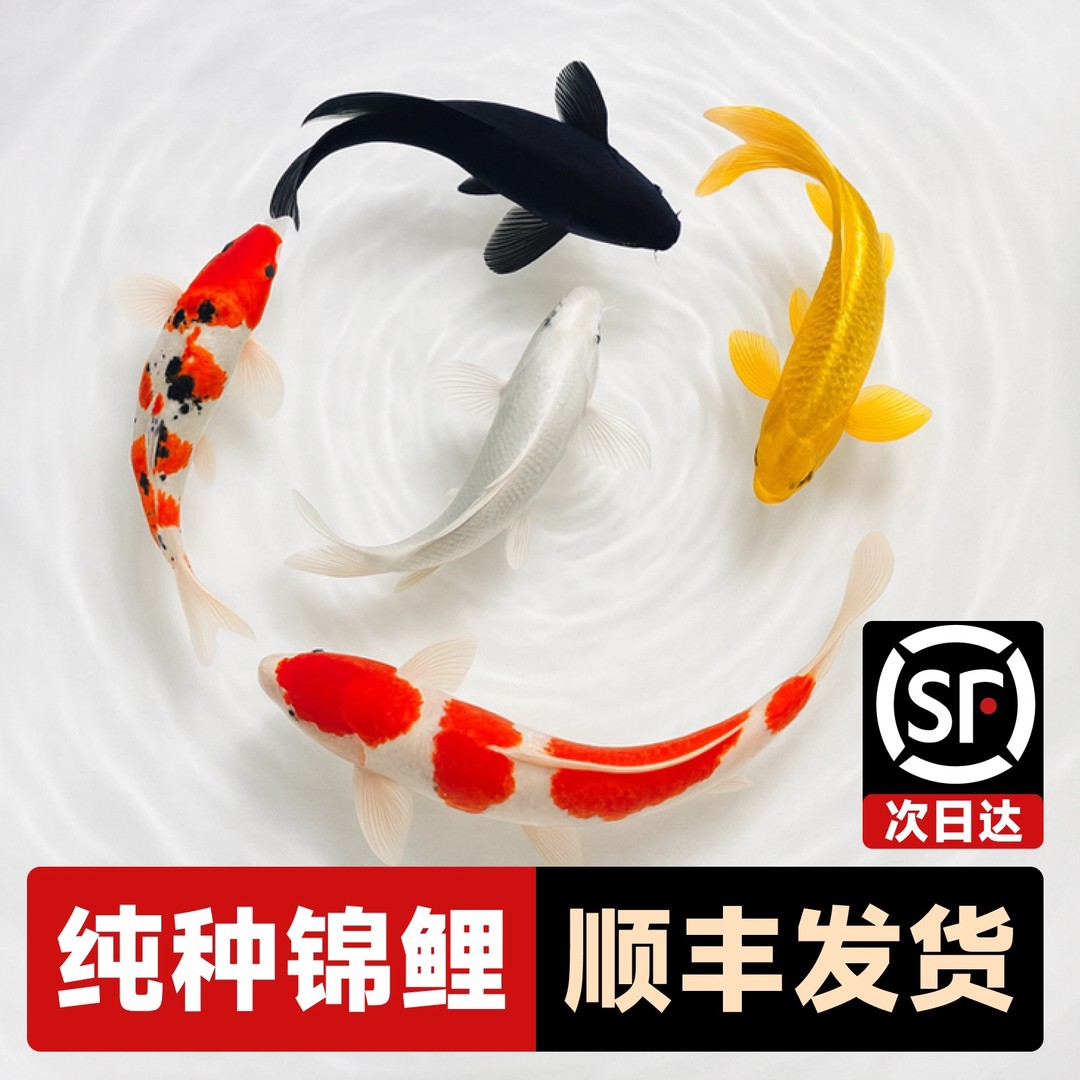 纯种锦鲤观赏鱼冷水鱼好养耐活正宗红白大正三色锦鲤鱼白金黄金商品图
