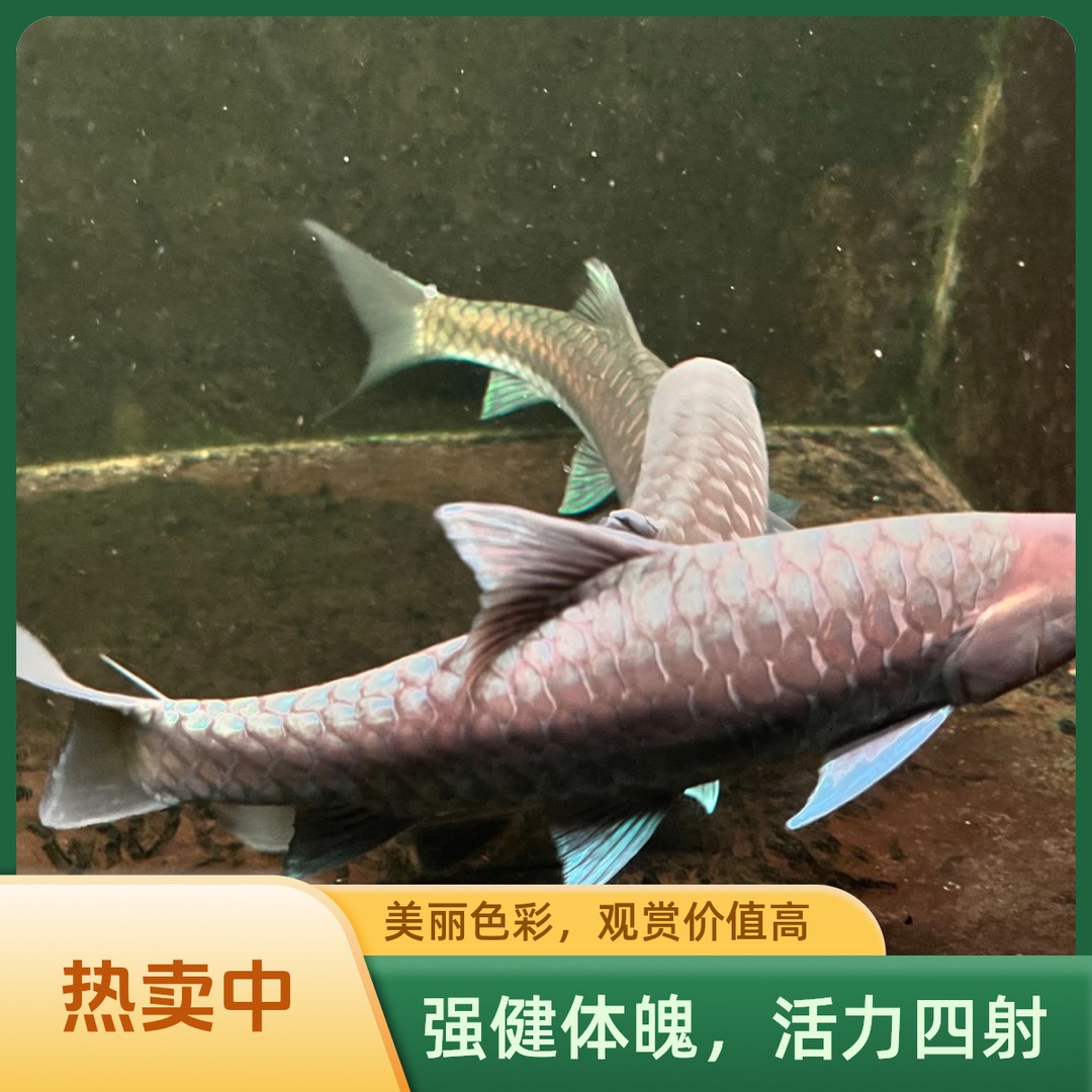 墨脱/皇室金/巴拉/盈江/似野结鱼/似丘/吉罗鱼包邮包活商品图