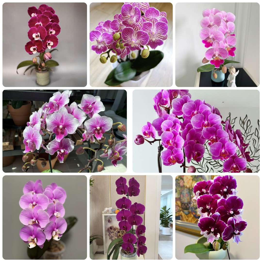 【云舍花卉】随机【蝴蝶兰】盆栽1盆（带盆）颜色品种随机商品图