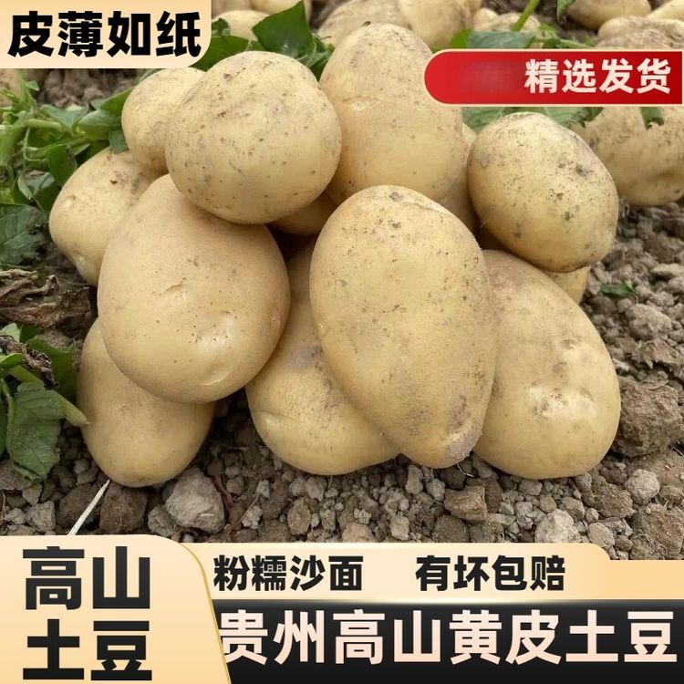 【9-10斤新土豆】贵州黄心土豆黄皮黄心新鲜洋芋新鲜马铃薯商品图