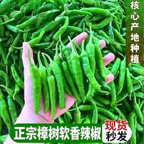 正宗樟树软香辣椒新鲜薄皮湖南品种小青辣椒香辣脆嫩虎皮港椒蔬菜商品图