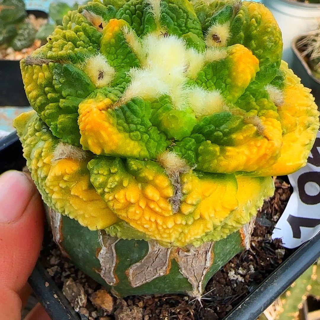 龟甲锦194仙人球开花商品图