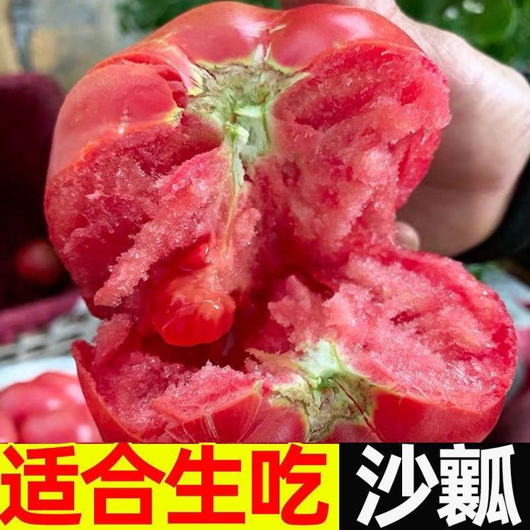 【坏果包赔】新鲜西红柿现摘现发农家自种番茄沙瓤老品种5斤装商品图