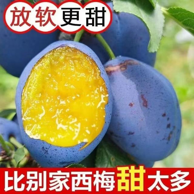 现摘新鲜蓝蜜西梅当季时令脆甜大果孕妇应季生鲜水果-QX坏果包赔商品图