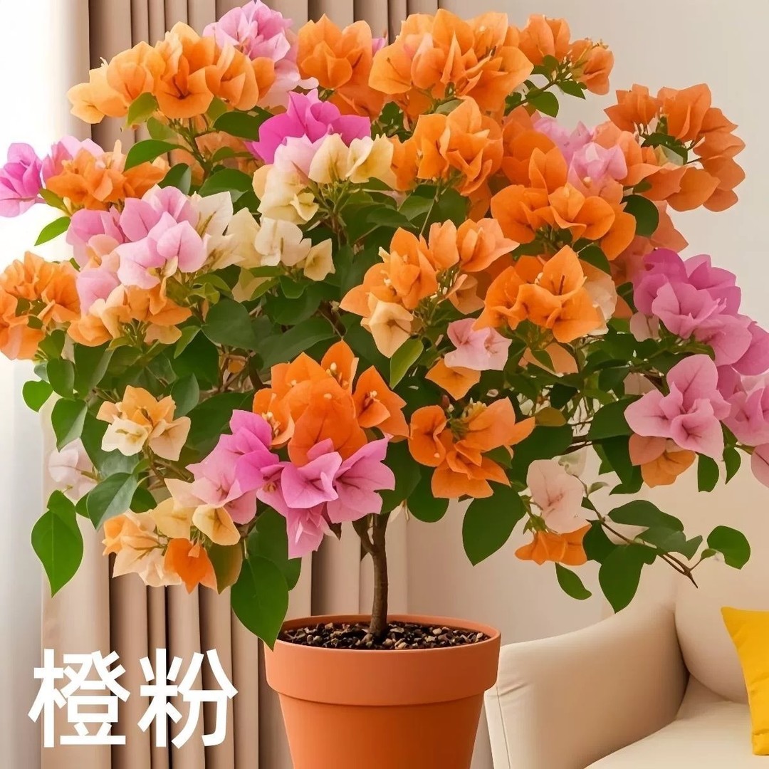 【澄粉】三角梅盆栽四季开花地直发三角梅苗勤花爬藤阳台好养商品图