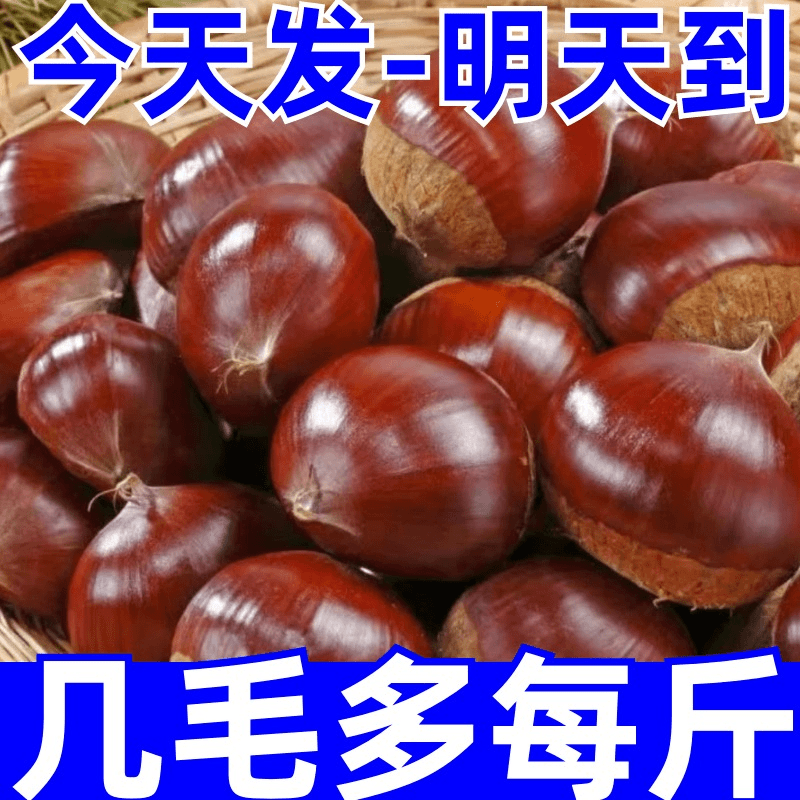带头降价】现摘丹东板栗生新鲜生栗子糯甜板栗非油栗迁西批发商品图