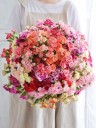 【一件包邮】随机混色多头康乃馨30支(到货保100朵) 教师节商品图