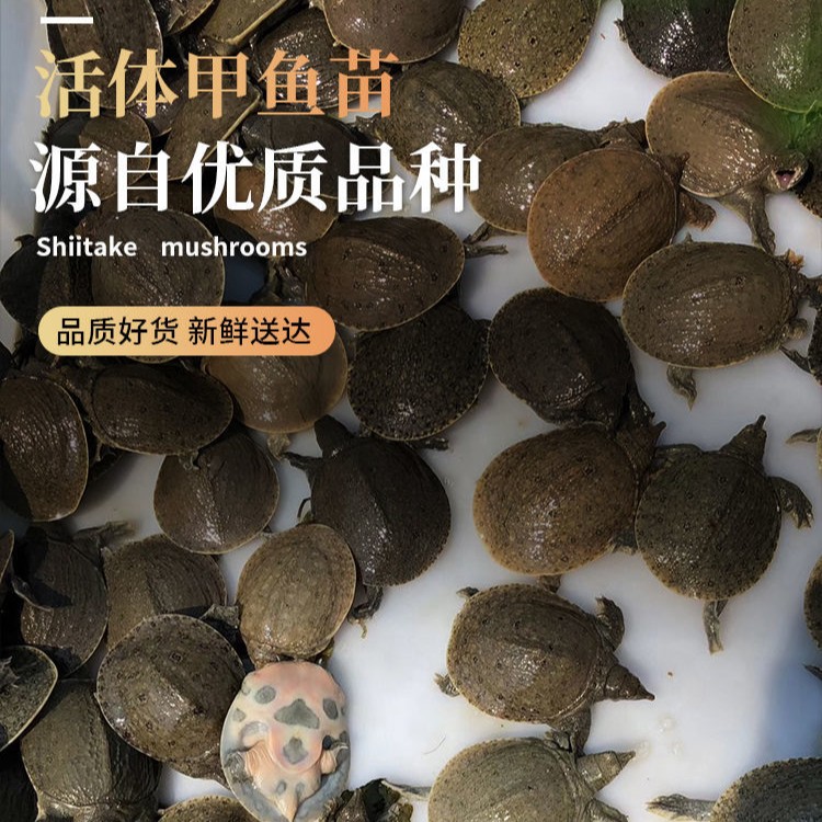 中华黑花甲鱼苗好养好喂好玩包邮死了包赔送饲料商品图