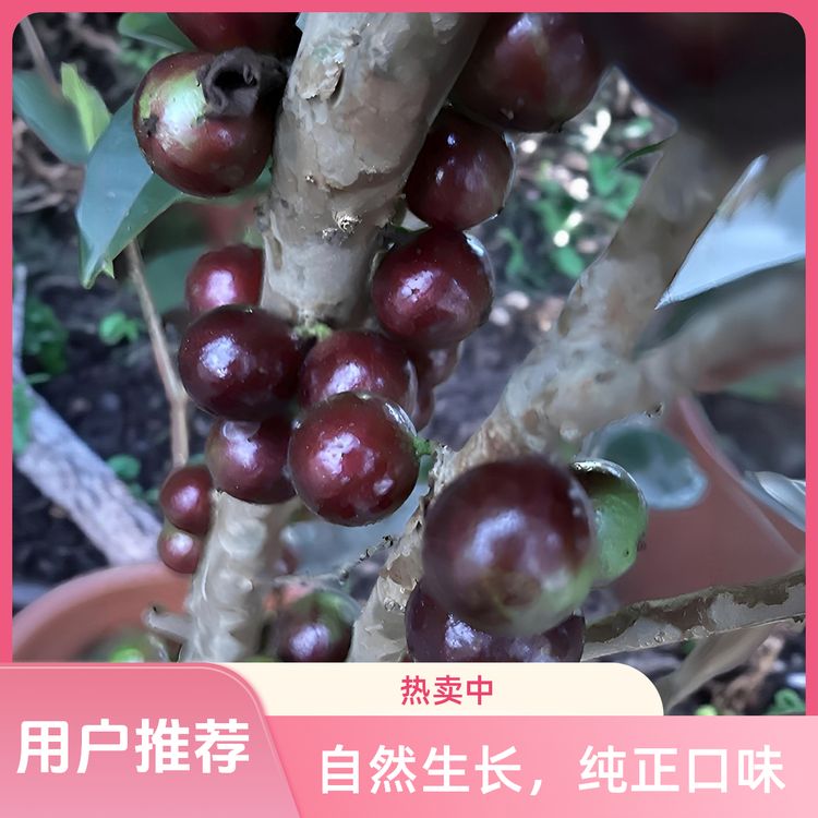 一物一拍盆栽艾斯卡.沙巴.红妃.树葡萄嘉宝果树苗商品图