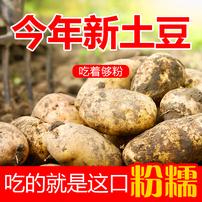 北方高原沙面土豆沙糯粉面黄皮黄心新鲜洋芋马铃薯商品图