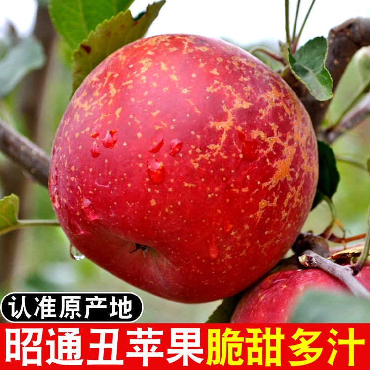 2026正宗云南昭通丑苹果新鲜采摘当季水果红露丑苹果脆甜商品图